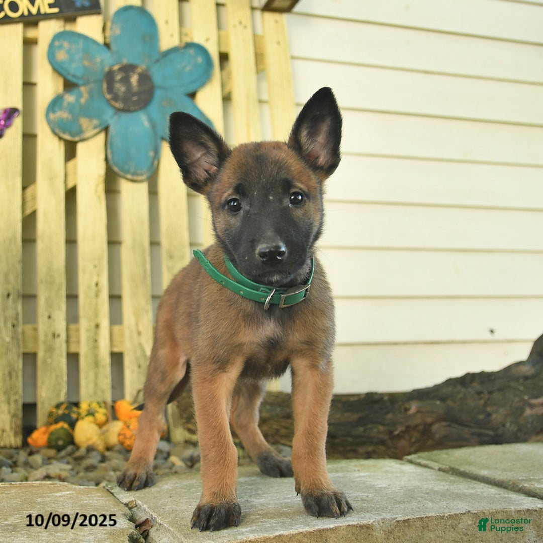 Puppy Fully Trained Belgian Malinois For Sale Trained Belgian