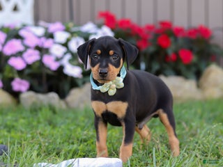 Miniature Pinscher dogs - Ad 5