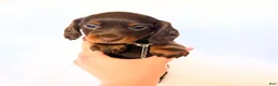 Miniature Dachshund dogs for sale: Dakota - Ad 6