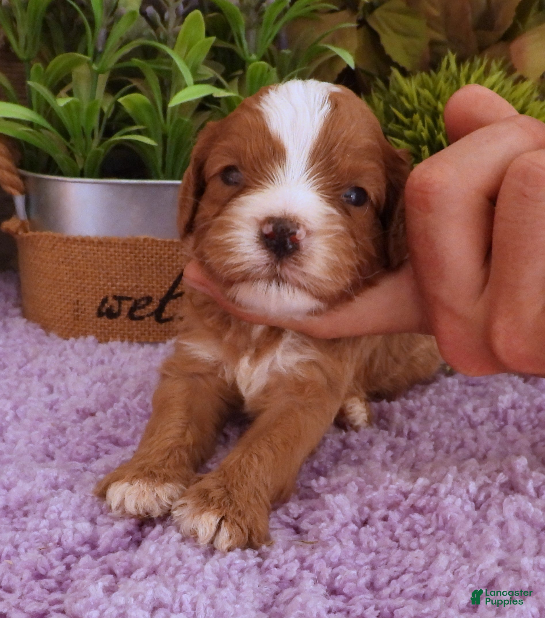 Cavapoo dogs Autumn's #5 Male - Ad 4
