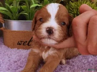 Cavapoo dogs Autumn's #5 Male - Ad 24