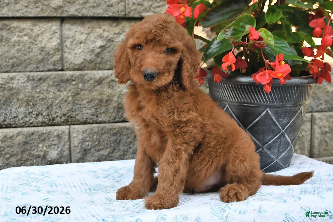 Goldendoodle dogs for sale: Parker - Ad 1