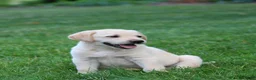 Labrador Retriever dogs for sale: Theo - Ad 4