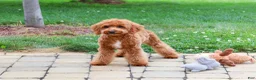 Cavapoo dogs for sale: Matilda - Ad 4