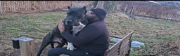 Presa Canario dogs for sale: Mr Neon  - Ad 61