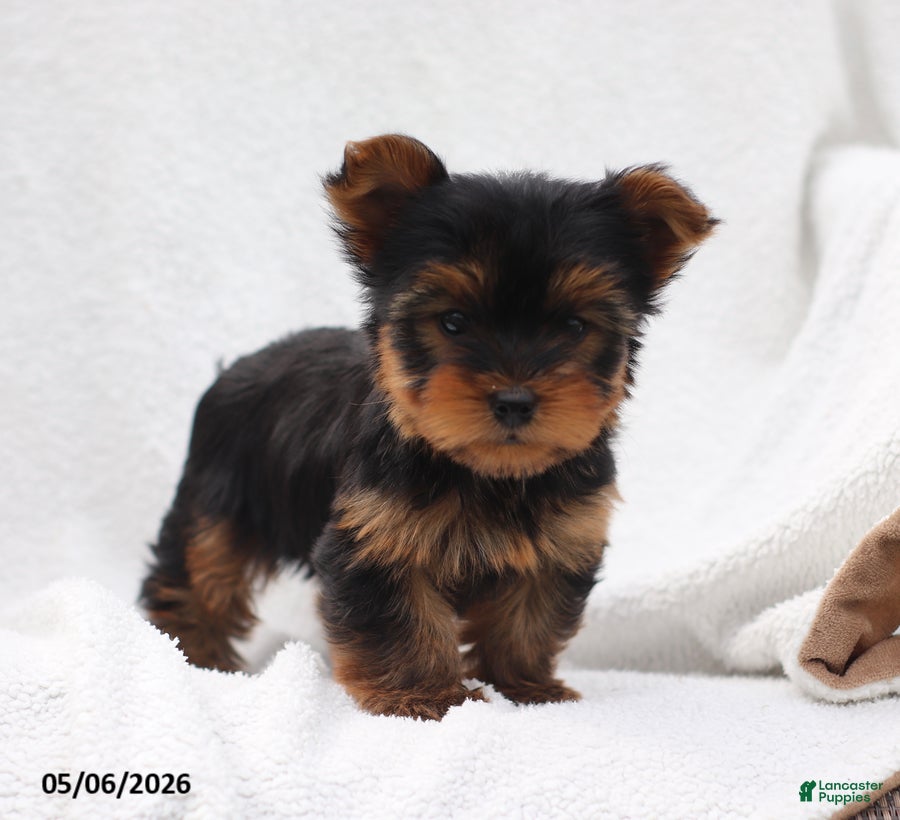 Yorkshire Terrier dogs Owen - Ad 1