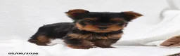 Yorkshire Terrier dogs for sale: Owen - Ad 1
