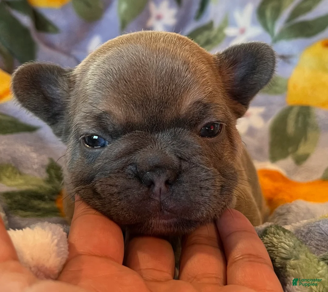 French Bulldog dogs for sale: French Bulldog Puppy 4 - Ad 2