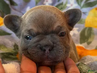 French Bulldog dogs French Bulldog Puppy 4 - Ad 10