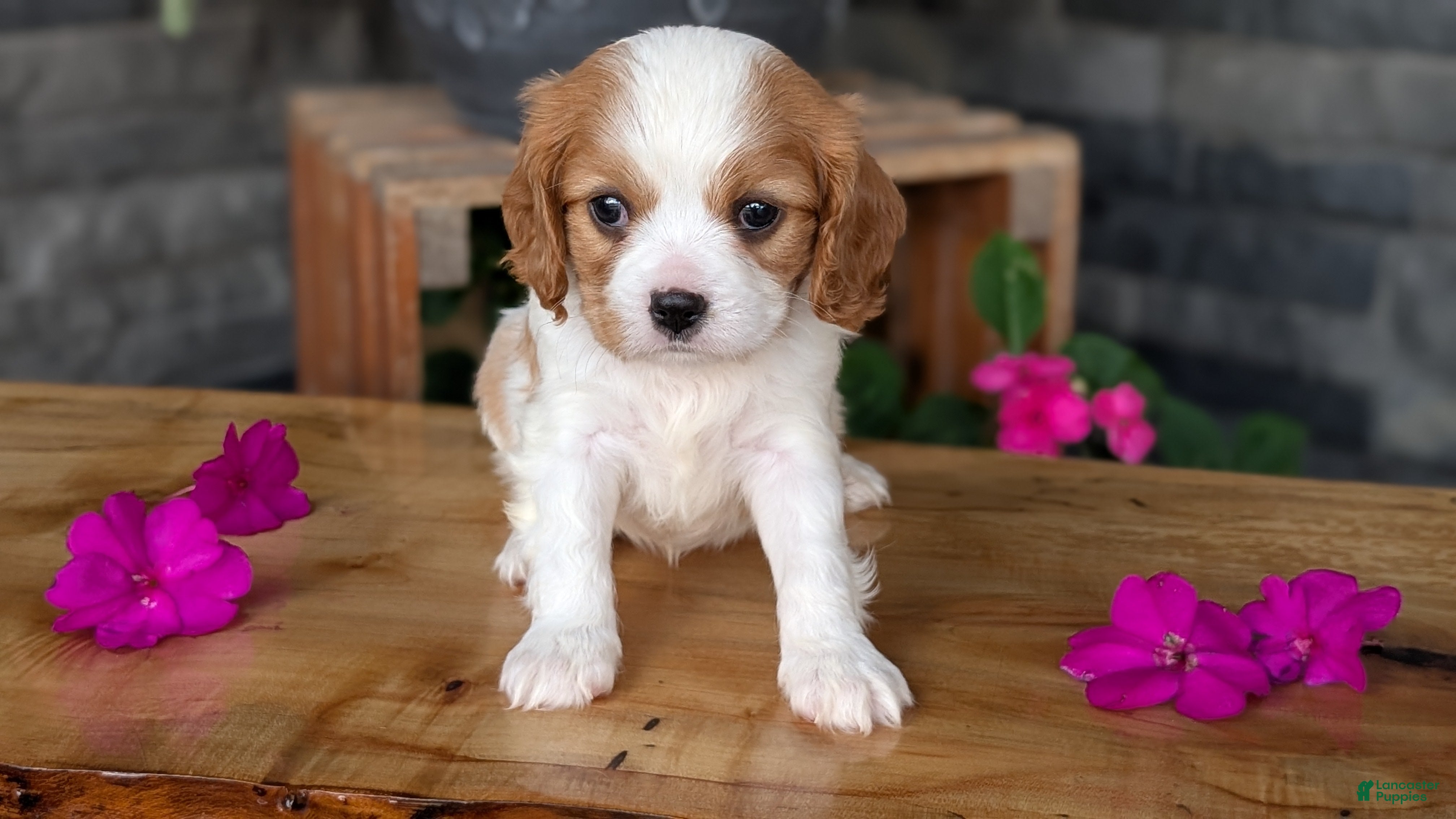 Cavalier King Charles Spaniel dogs Lyla - Ad 2