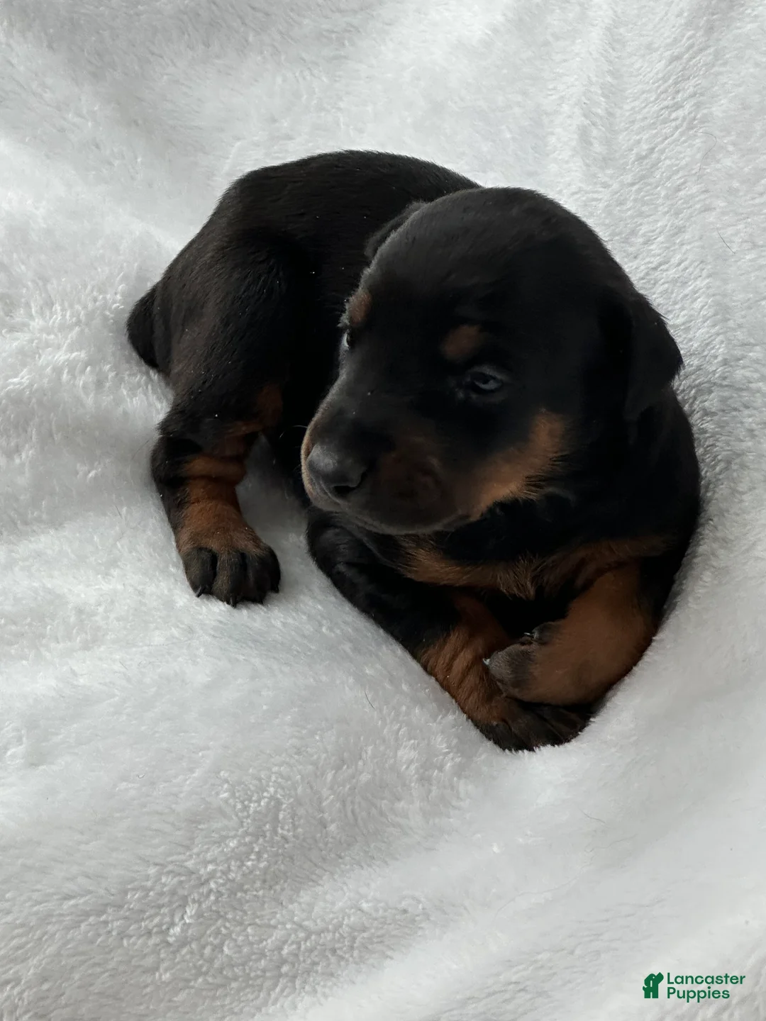 Doberman Pinscher dogs for sale: The only blk boy of the litter  - Ad 1