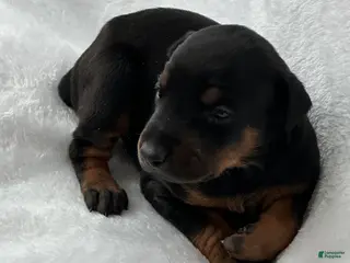 Doberman Pinscher dogs The only blk boy of the litter - Ad 35