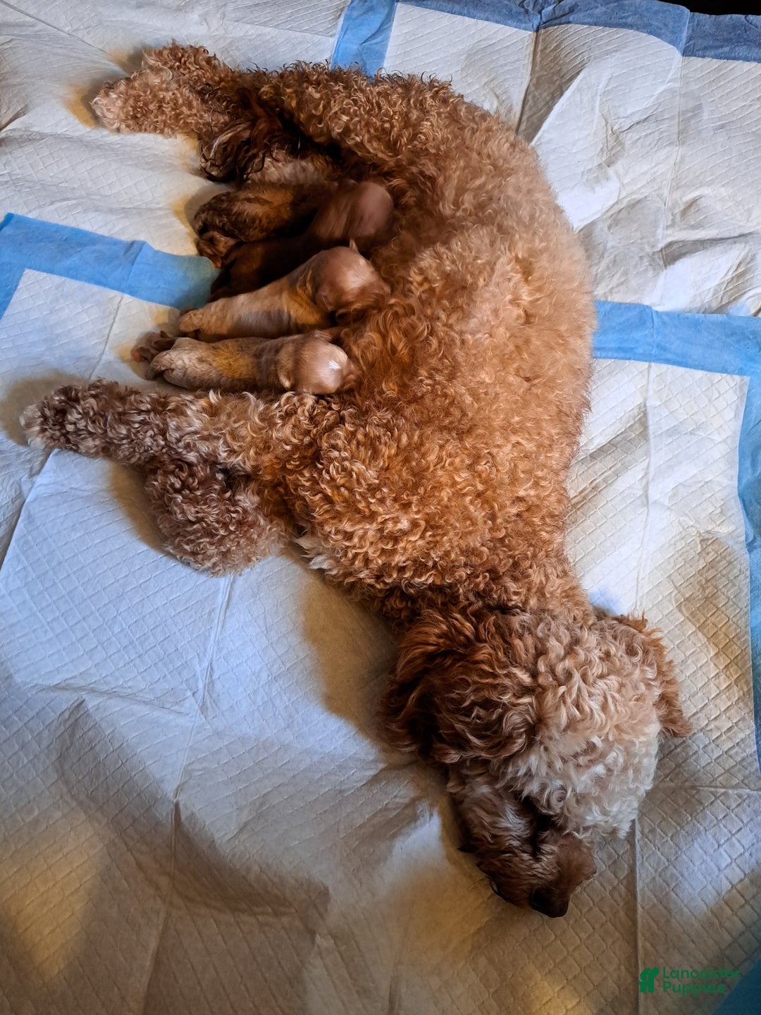 Cavapoo dogs for sale: Joy - Ad 6