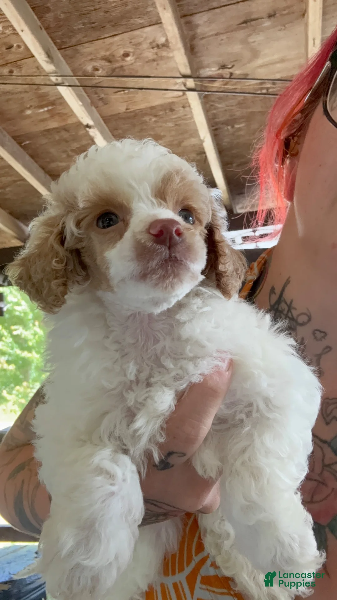 Miniature Poodle dogs for sale: Miniature Poodle 2 - Ad 2