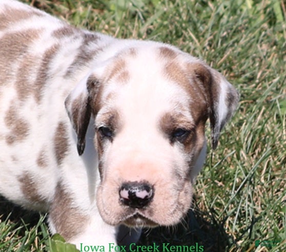 Great Dane dogs Great Dane 2 - Ad 1