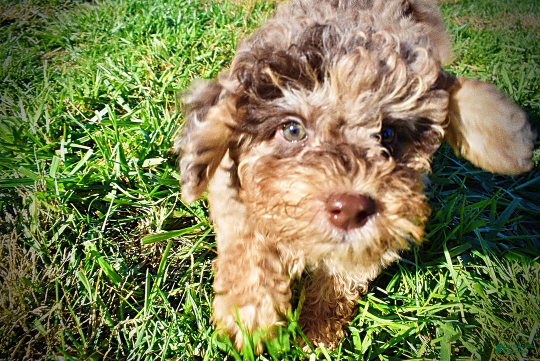 Havapoo dogs for sale: Jackson - Ad 8