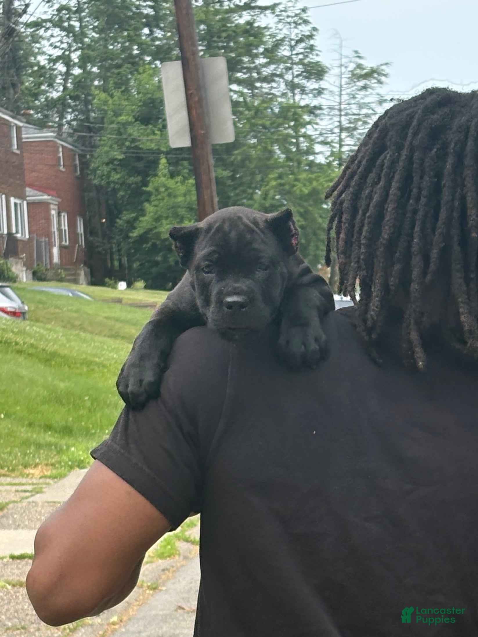 Cane Corso dogs for sale: Corso(brindle, Green Collar) - Ad 2