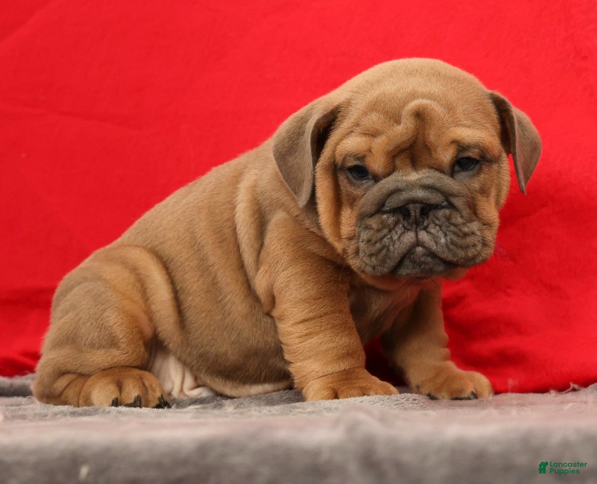 English Bulldog dogs Sarge - Ad 2