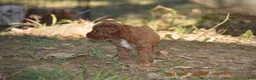 Miniature Poodle dogs for sale: Chocolate - Ad 4