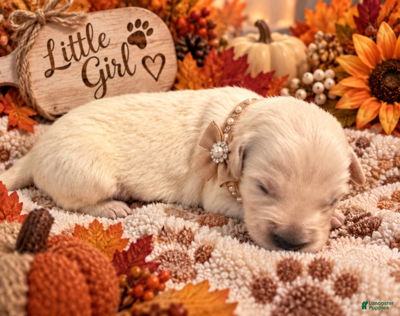 Golden Retriever dogs Autumn - Ad 25