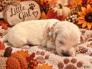 Golden Retriever dogs Autumn - Ad 25