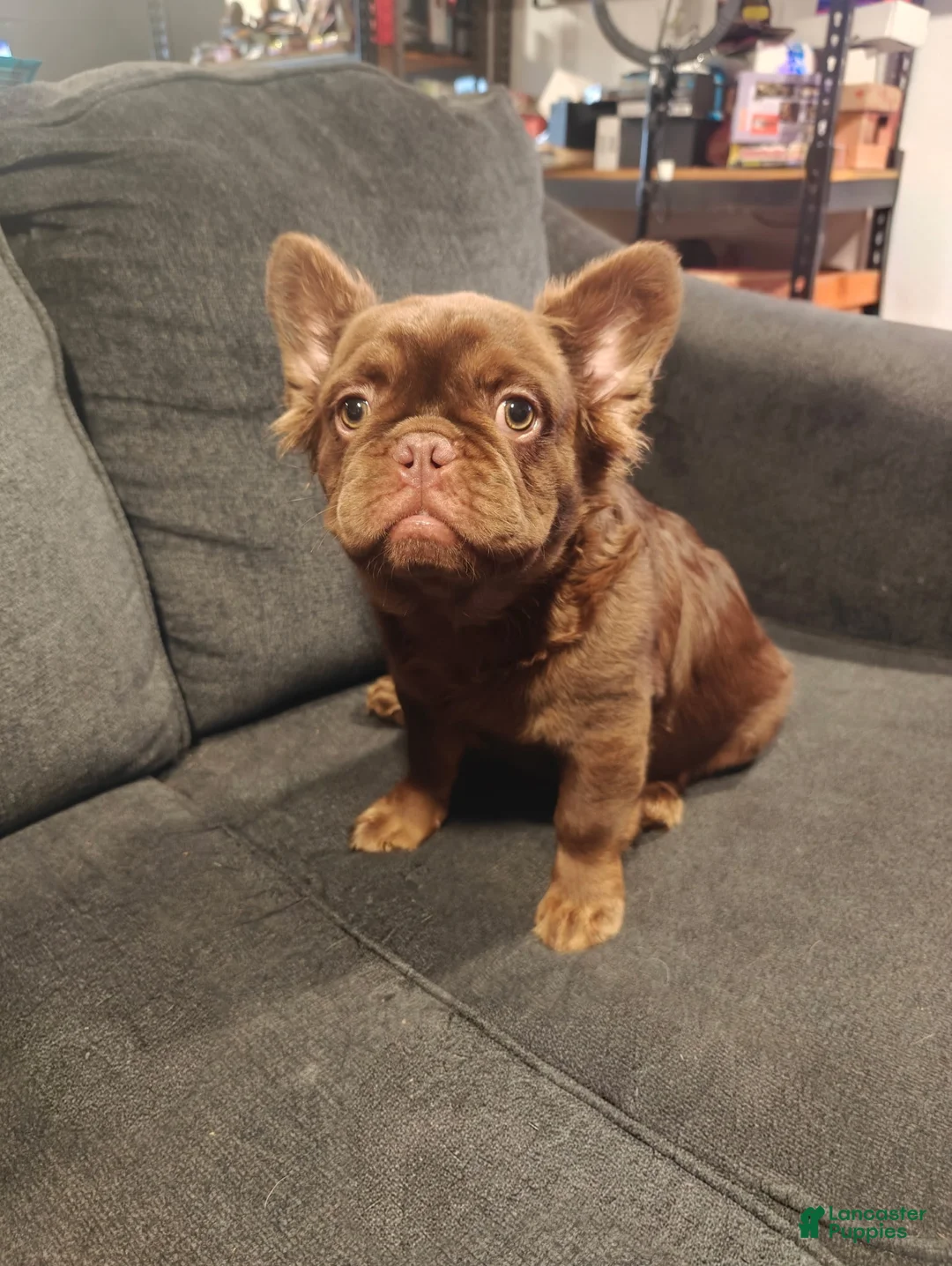 French Bulldog dogs for sale: Zeus - Ad 1