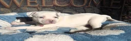 American Bully dogs for sale: "DOLLY PARTON" - Ad 6