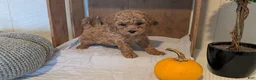 Miniature Poodle dogs for sale: Luna - Ad 7