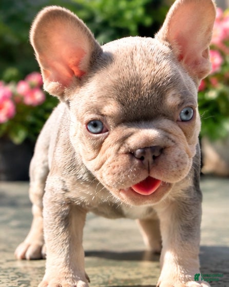 French Bulldog dogs Princess - Ad 4
