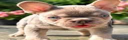 French Bulldog dogs for sale: Princess - Ad 1