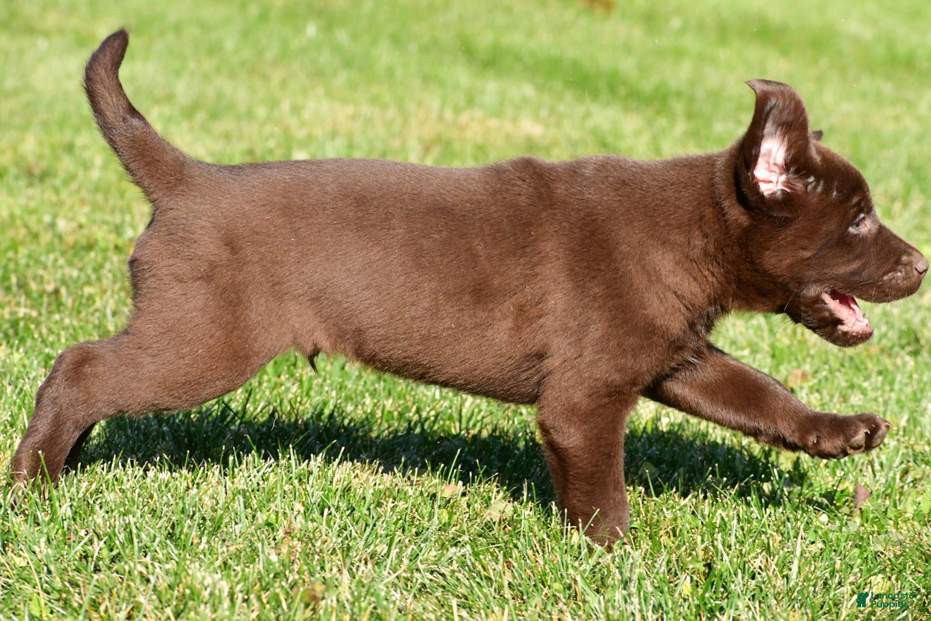 Labrador Retriever dogs for sale: Jackson - Ad 2