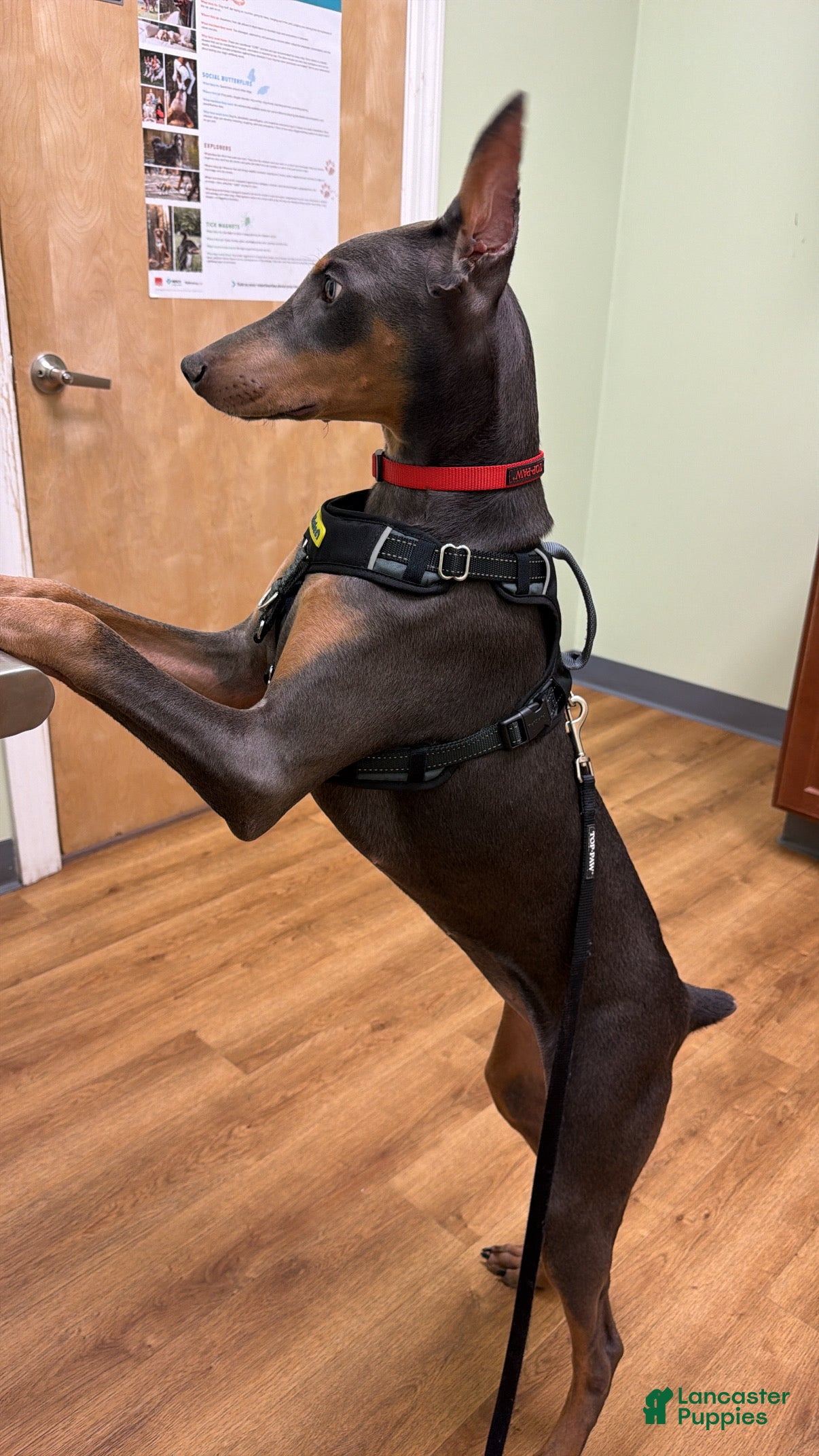 Doberman Pinscher dogs Elleven - Ad 27