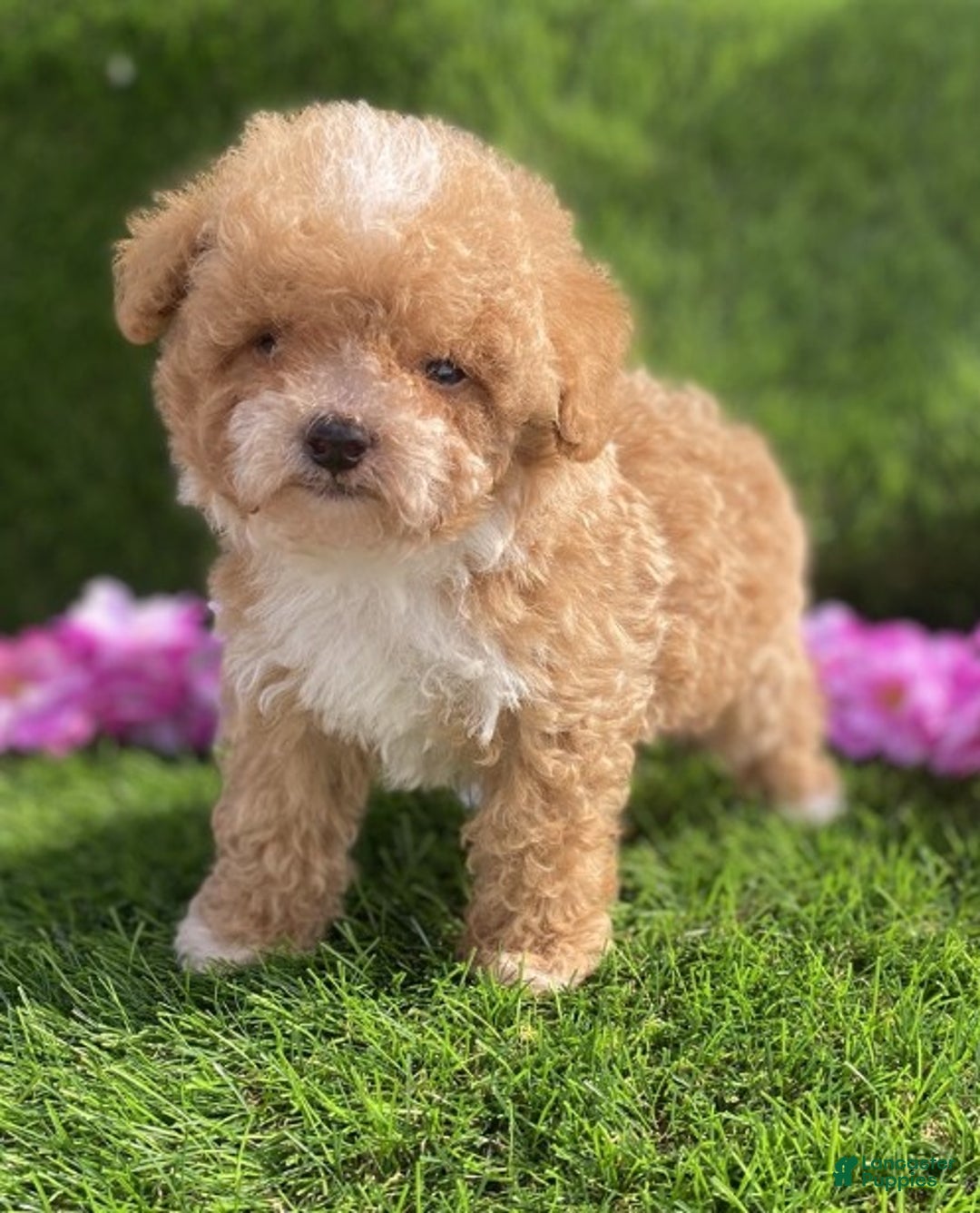 Toy Poodle dogs for sale: Toy Poodle Puppy 1 - Ad 2