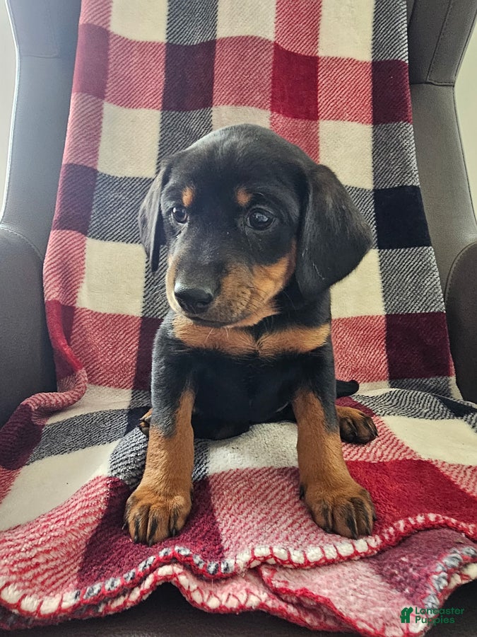 Mixed Breed dogs Zoey - Ad 2