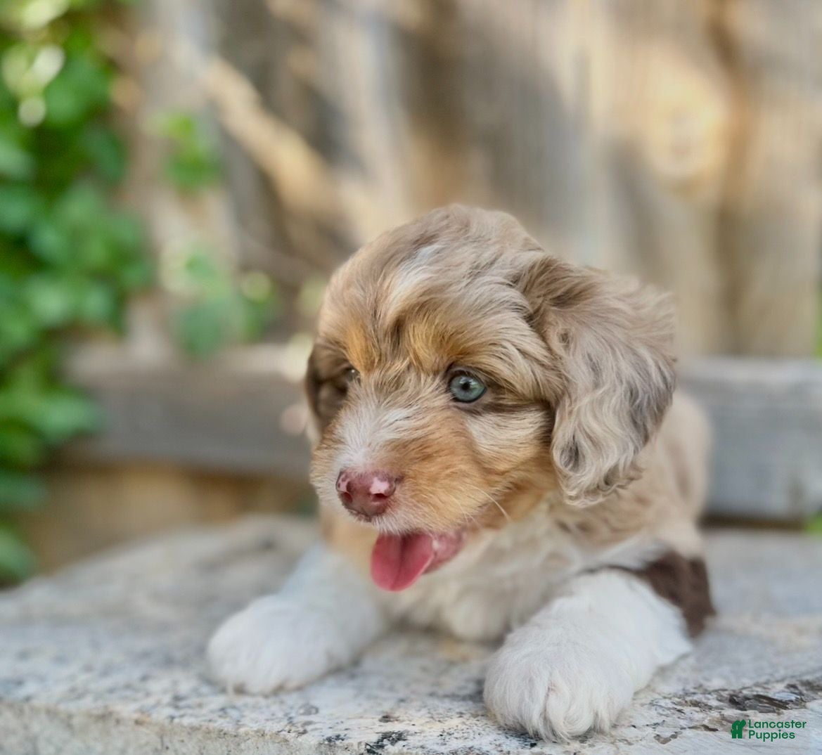 Mini Aussiedoodle dogs for sale: Zeus - Ad 2