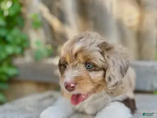 Mini Aussiedoodle dogs for sale: Zeus - Ad 2