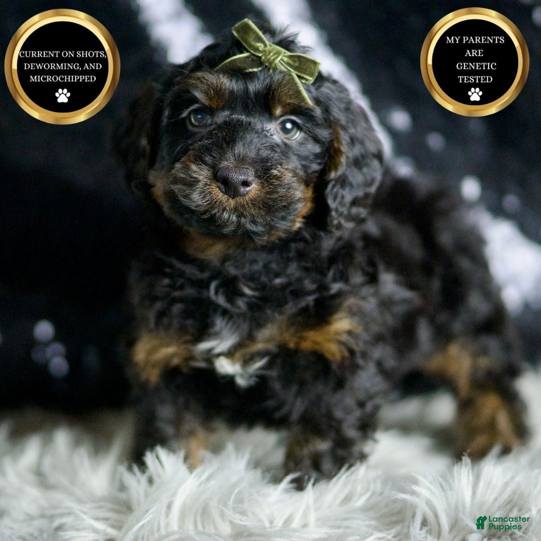 Yorkiepoo dogs for sale: Christian - Ad 6
