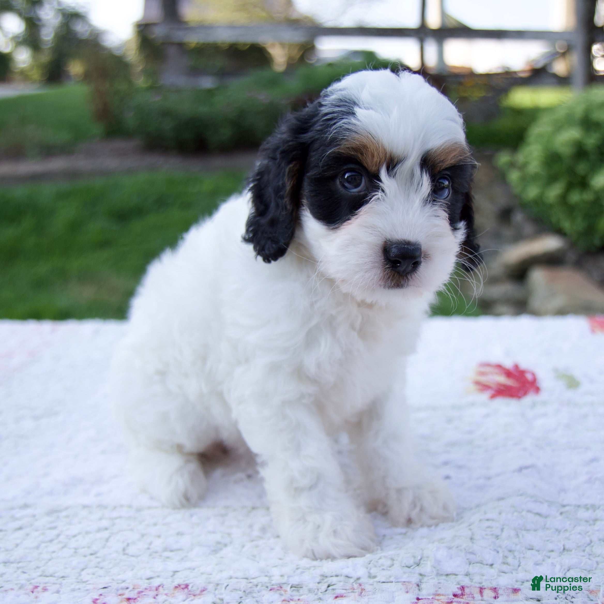 Cavapoo dogs Journey - Ad 2