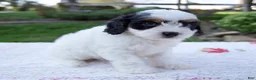 Cavapoo dogs for sale: Journey - Ad 2
