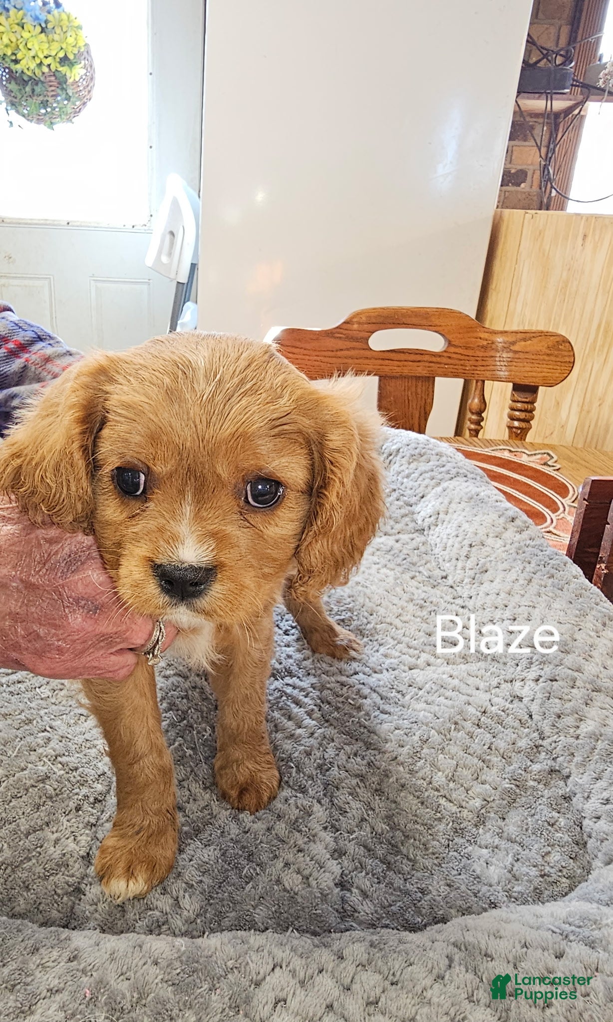 Cavalier King Charles Spaniel dogs Cavalier King Charles Spaniel Puppy 2 - Ad 5