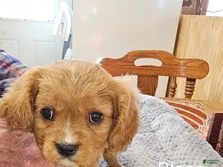 Cavalier King Charles Spaniel dogs Cavalier King Charles Spaniel Puppy 2 - Ad 5