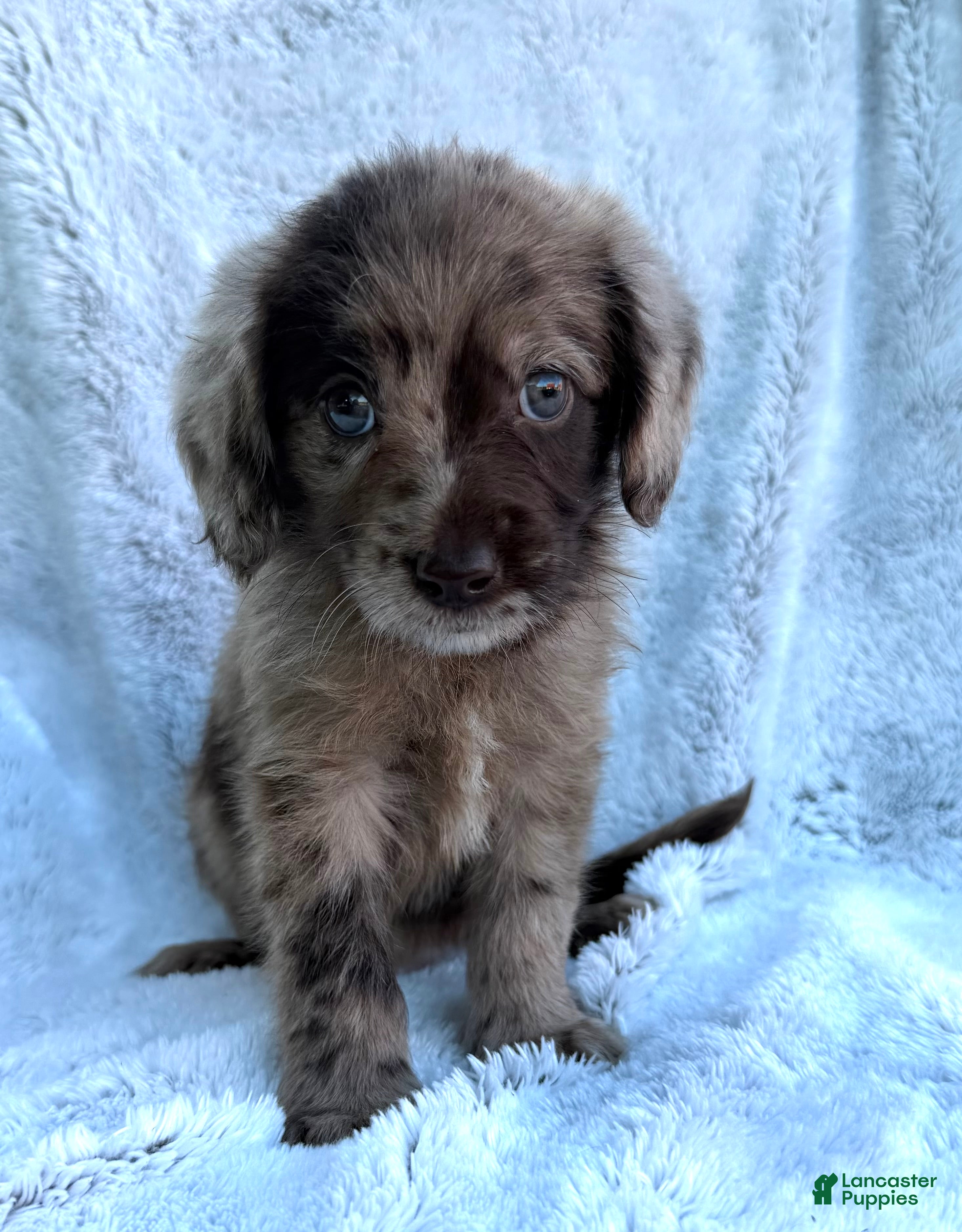 Labradoodle dogs Jenna - Ad 1