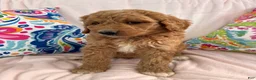 Goldendoodle dogs for sale: Goldendoodle Puppy 4 - Ad 3