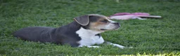 Beabull dogs for sale: Everret - Ad 6