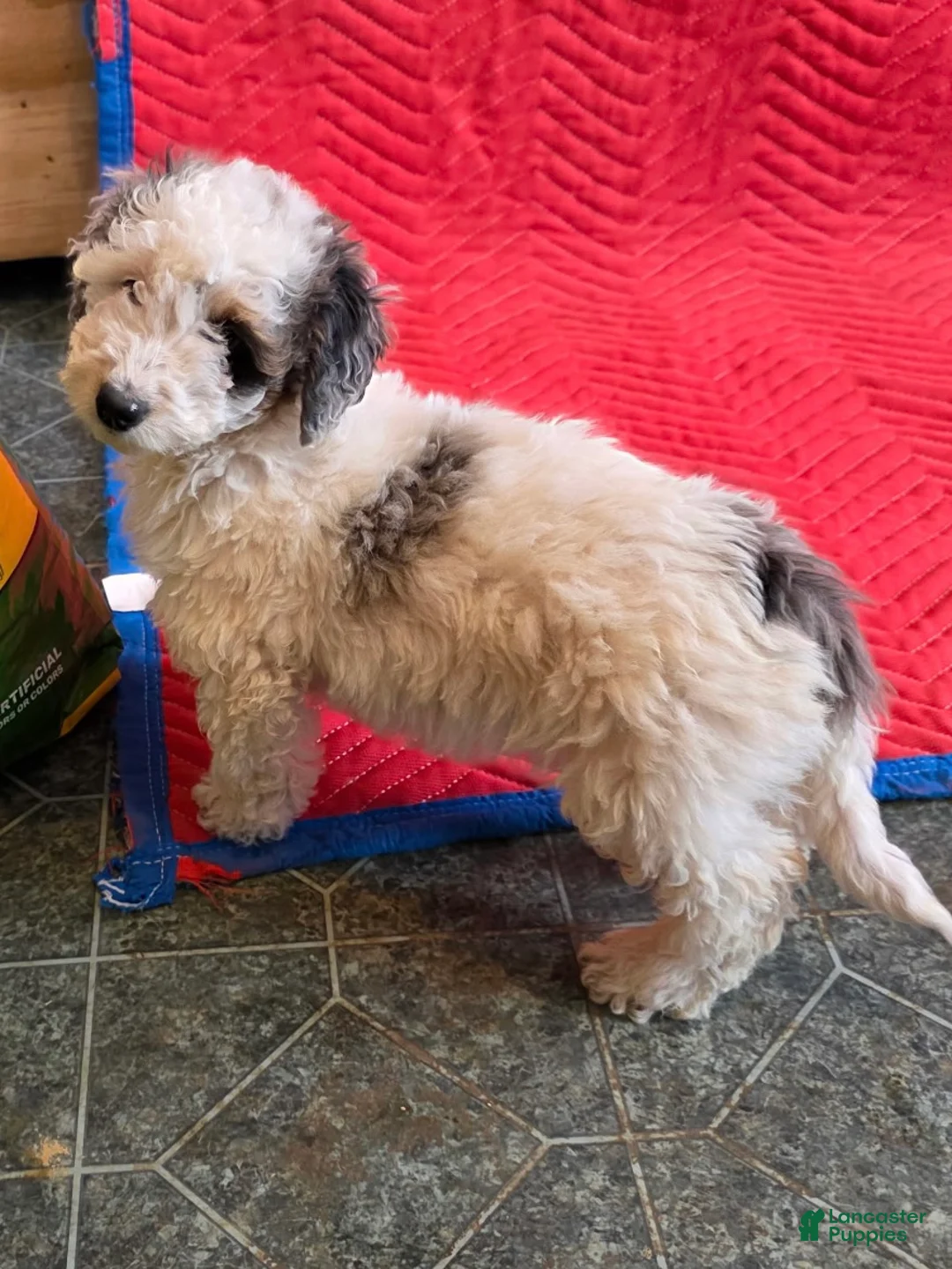 Mini Goldendoodle dogs for sale: Bruno - Ad 2