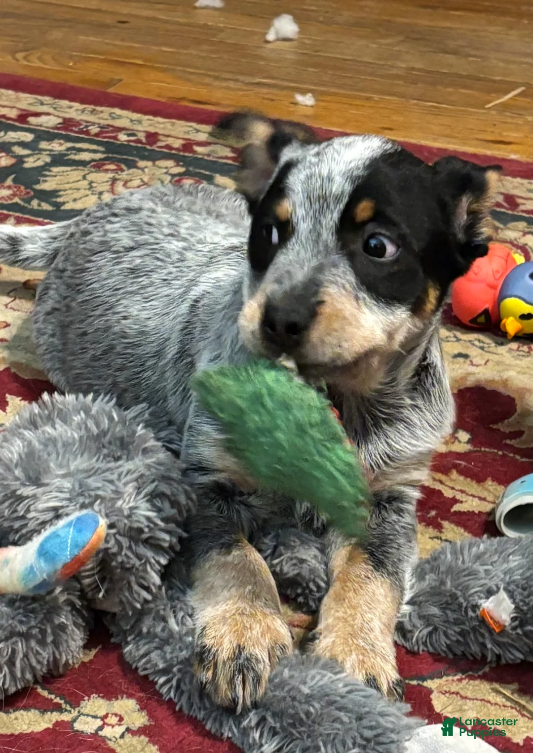 Australian Cattle Dog dogs for sale: Larry - Ad 6
