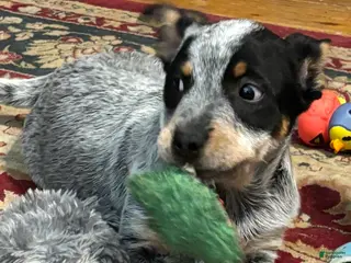 Australian Cattle Dog dogs Larry - Ad 2