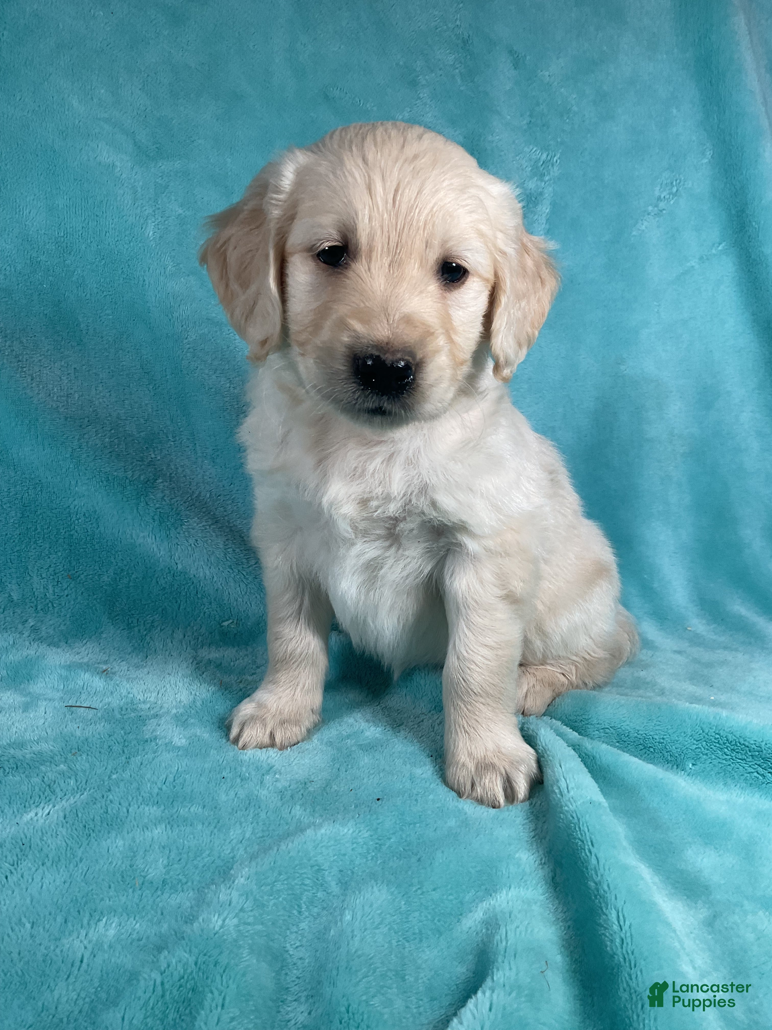 Golden Retriever dogs Ashley 8241 - Ad 1