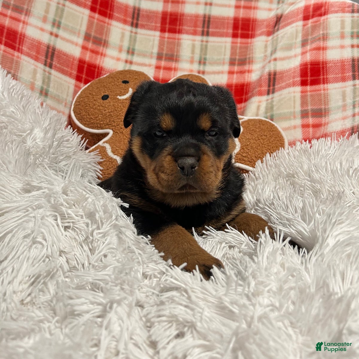 Rottweiler dogs Sidney - Ad 10