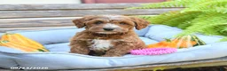 Cavapoo dogs for sale: Wanda - Ad 3